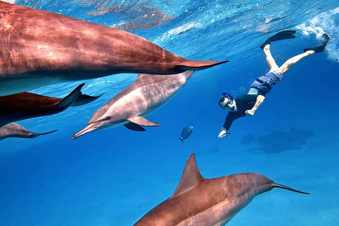 Sataya Dolphin House Snorkel Trip - Marsa Alam - Should you book it?