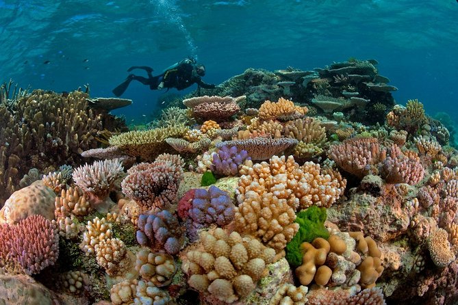 Scuba Diving Full Day Boat Trip for beginners With Lunch & Transfer – Hurghada - Key things I’d zero in on before you go