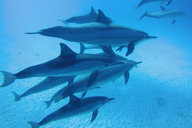 Sea Trip to Dolphin House & Snorkeling With Lunch - Marsa Alam - Key highlights to watch for