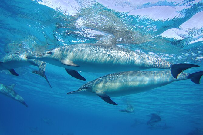 Sea Trip to Dolphin House & Snorkeling With Lunch - Marsa Alam - Park fees and what to budget on the day