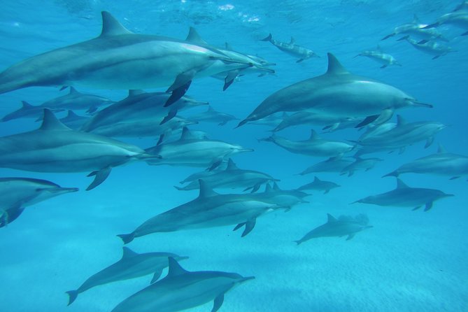 Sea Trip to Dolphin House & Snorkeling With Lunch - Marsa Alam - Dolphin House time: what actually happens once you arrive