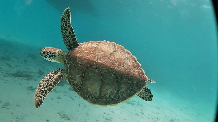 Sharm El Sheikh: Day sail to White island and Ras Mohamed - Should you book this Ras Mohammed and White Island day sail?