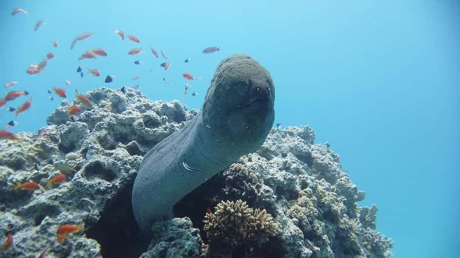 Sharm El Sheikh: Day sail to White island and Ras Mohamed - Crew, guides, and the feeling of being looked after