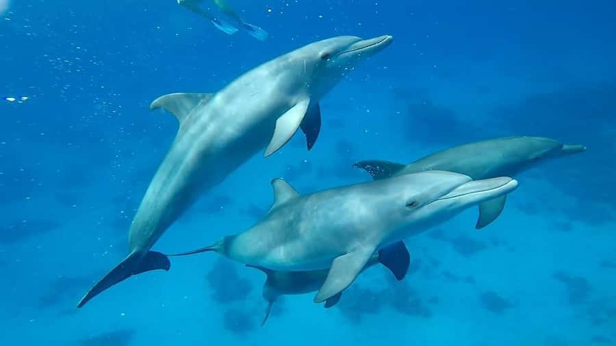 Sharm El Sheikh: Day sail to White island and Ras Mohamed - What to bring for Ras Mohammed and White Island snorkeling