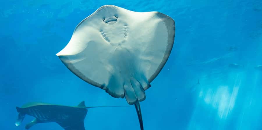 Sharm El Sheikh: Glass Bottom Boat Tour & Private Transfer - Snorkeling Time: Nice If You Can Do It