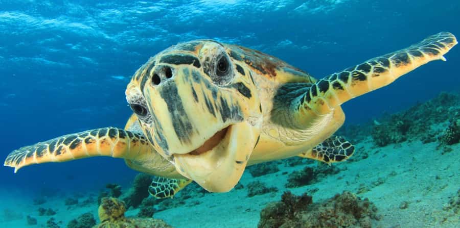 Sharm El Sheikh: Glass Bottom Boat Tour & Private Transfer - What You Get On Board: Soft Drinks and Guidance