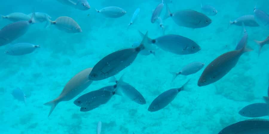 Sharm El Sheikh: Glass Bottom Boat Tour & Private Transfer - Near Garden and Far Garden: Where the Reef Shows Off