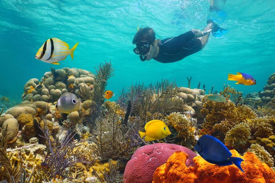 Sharm El Sheikh: Luxury boat Cruise with Snorkeling & Lunch - Ras Muhammad snorkeling and the Red Sea, without a full-day grind
