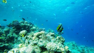 Parasailing, Camel Ride, Dive & Quad Bike