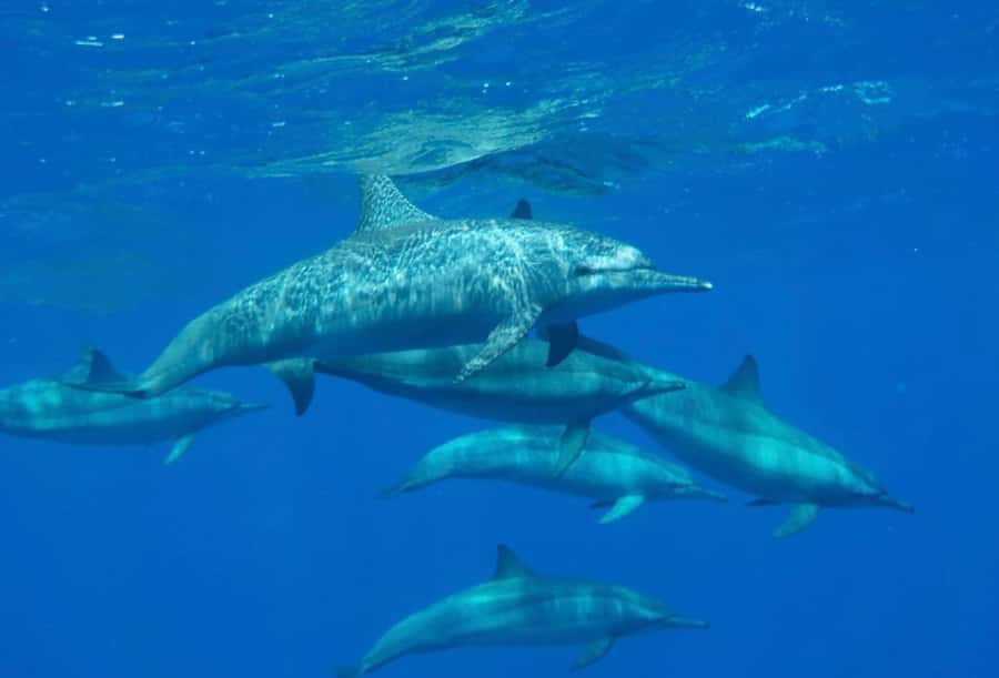 Sharm el-Sheikh: Premium Ras Mohammed & White Island Cruise - White Island: The Beach Break Between Reef Stops