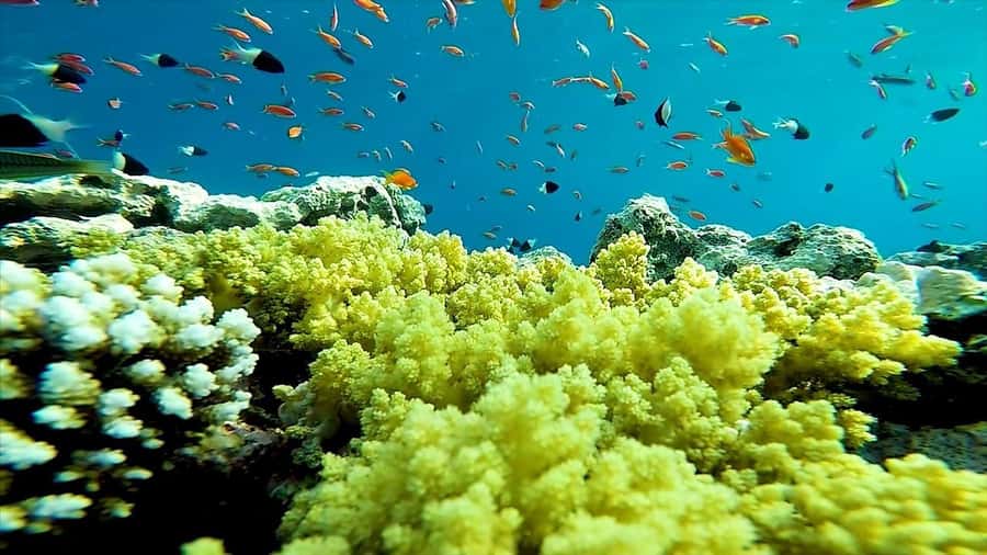 Sharm El Sheikh: Ras Mohamed and White island cruise - Snorkeling at the reef stops: Yolanda Reef, Shark Reef, and more