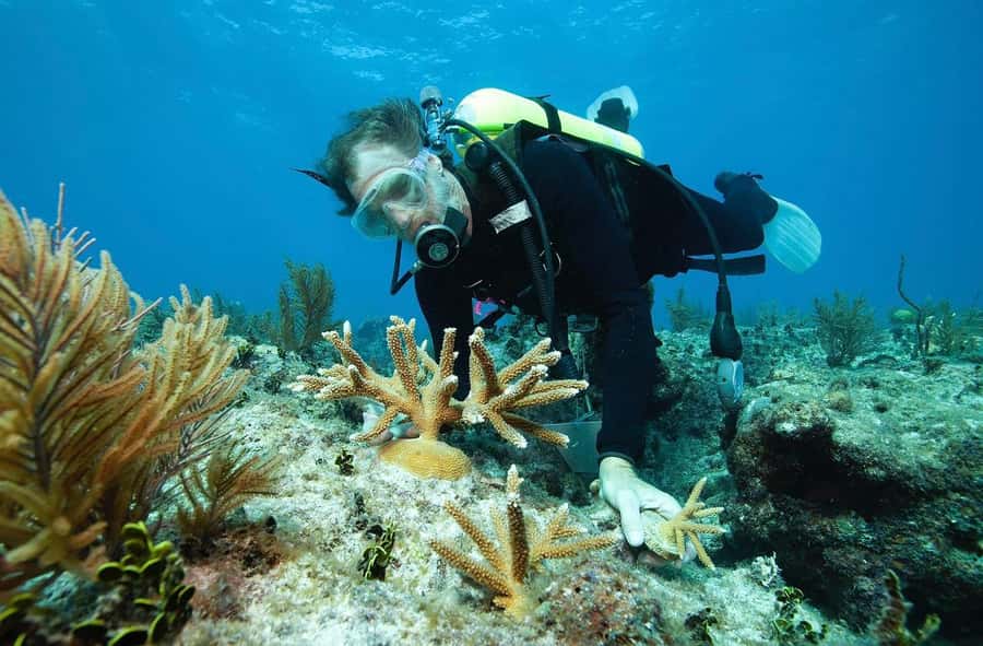 Sharm El Sheikh: Ras Mohamed and White island cruise - The lunch on board: open buffet, hot drinks, and what to watch