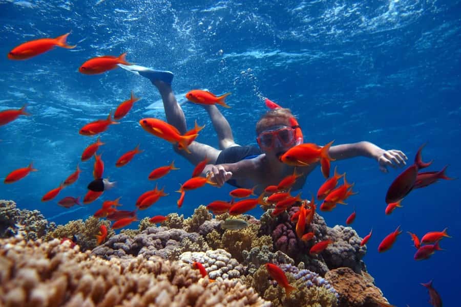 Sharm El Sheikh: Ras Mohamed Cruise with Snorkeling & Lunch - Key Points You’ll Care About