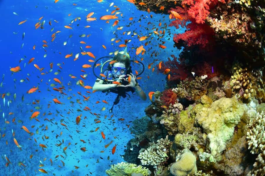 Sharm El Sheikh: Ras Mohamed & White Island Dive & Snorkel - White Island Sandbank: The Beach-in-the-Sea Moment