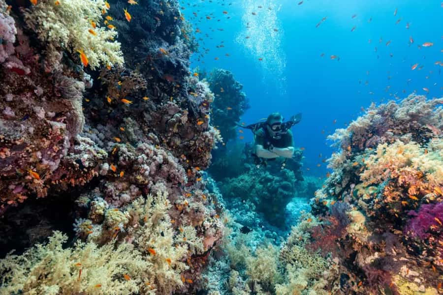Sharm El Sheikh: Ras Mohamed & White Island Dive & Snorkel - Price and Value: How $29 Adds Up When It’s Packed In