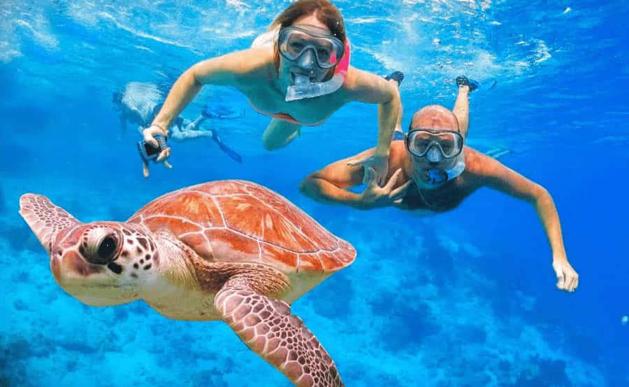 Sharm El Sheikh: Ras Mohamed & White Island Dive & Snorkel - Ras Mohamed National Park Snorkel Stops: Reef Time With a Real Guide