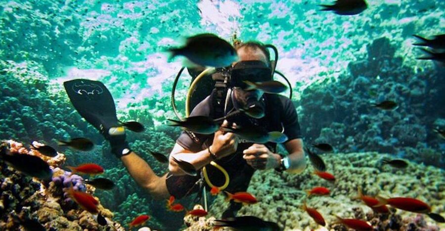 Sharm El Sheikh: Ras Mohamed & White Island Snorkel or Dive - Key highlights you’ll care about