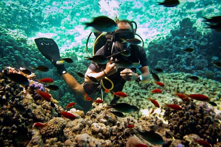 Sharm El Sheikh: Ras Mohamed & White Island Snorkel or Dive - Ras Mohamed and White Island, the Red Sea way