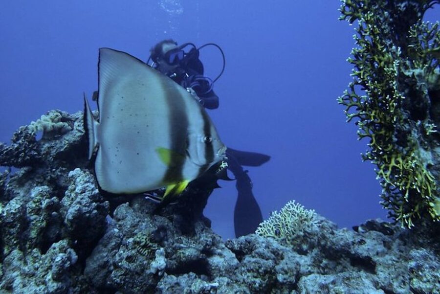 Sharm El Sheikh: Ras Mohamed & White Island Snorkel or Dive - Ras Mohamed reef time: guided sites and high-odds wildlife