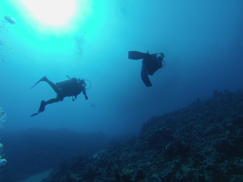 Sharm El Sheikh: Ras Mohamed & White Island Snorkel or Dive - White Island: a focused snorkeling stop with coral color