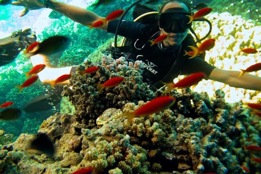 Sharm El Sheikh: Ras Mohamed & White Island Snorkel or Dive - First-timers and nervous swimmers: what coaching actually looks like