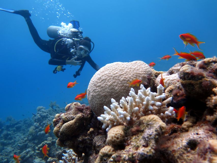 Sharm El Sheikh: Ras Mohamed & White Island Snorkel or Dive - Price and value: what $18 really covers, and what can cost extra
