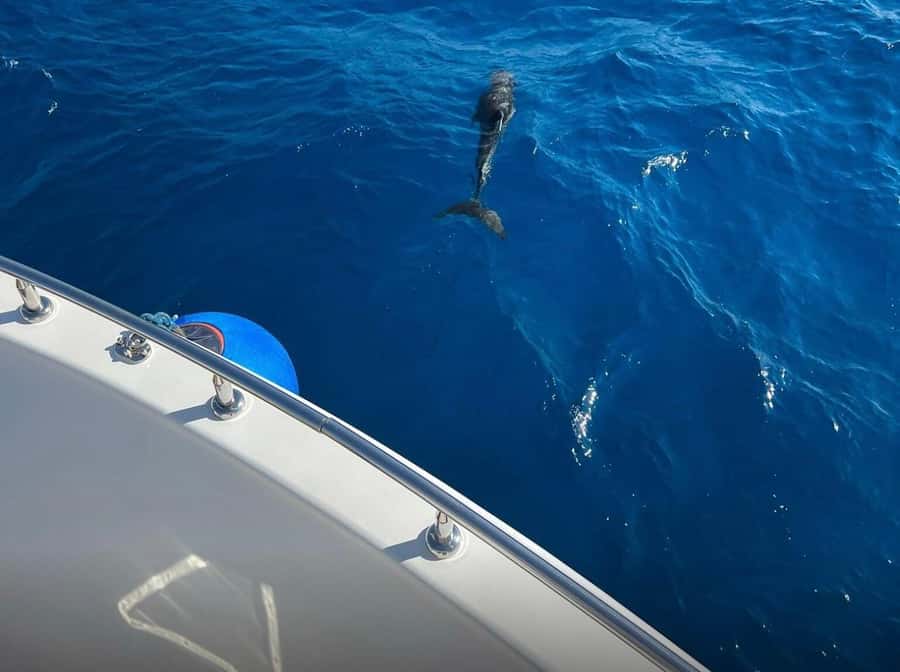 Sharm el-Sheikh: Ras Mohammed Elite VIP Cruise and BBQ Lunch - Snorkeling Gear: What’s Included and What You Might Need