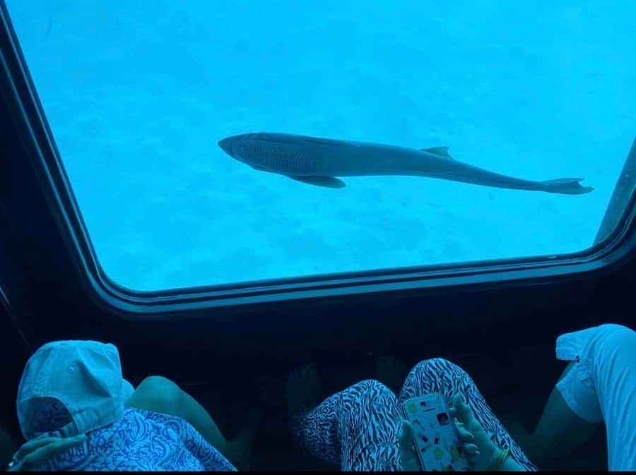 Sharm El-Sheikh: Seascope Submarine boat cruise with pickup - Going down: the air-conditioned observation deck at 3 to 4 meters