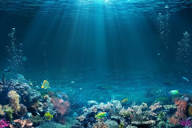 Sharm El Sheikh: White Island and Ras Mohamed Cruise Adventure - White Island Sandbar: Stunning Views, But Plan For Tides