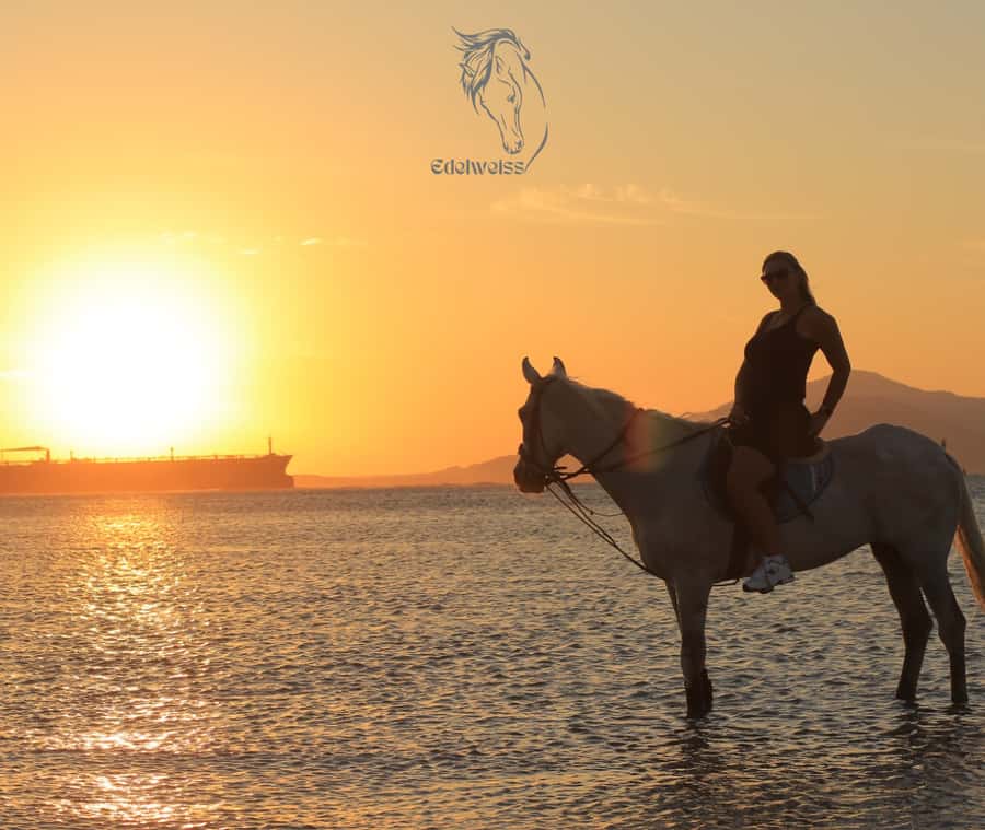 Sharm El Shiekh: Beach and City Desert Horse Riding Tour - The City Desert Segment: Gallops, Trots, and Real Control