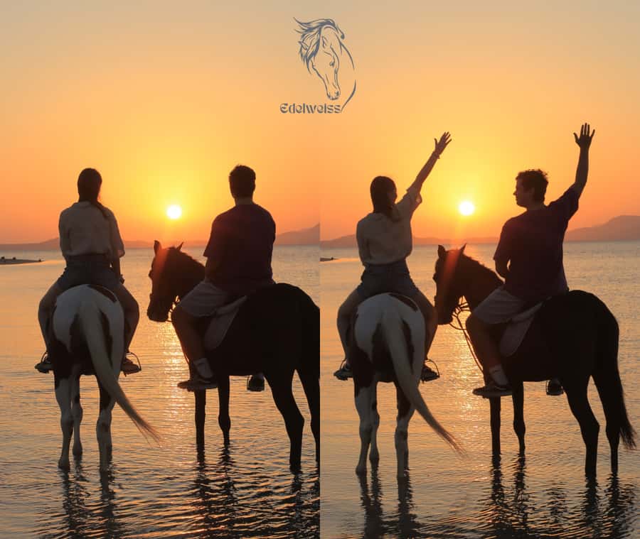 Sharm El Shiekh: Beach and City Desert Horse Riding Tour - Edelweiss Equestrian Center: Where Your Horse Hunt Begins