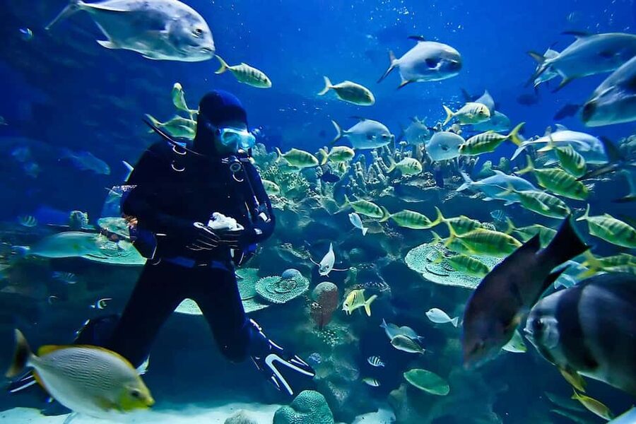 Sharm: Introductory Dive from the Shore & PADI Courses - Price and value: is $47 realistic for what you get?