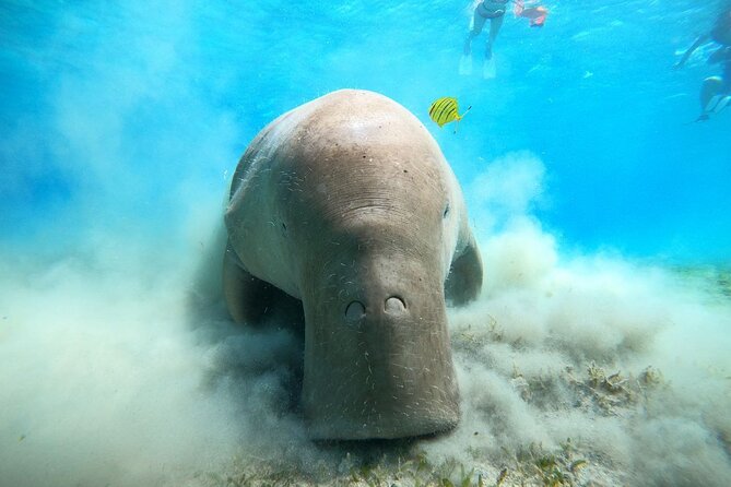 Snorkeling Boat Trip with Dugongs and Turtles in Marsa Alam - Key Highlights at Marsa Mubarak