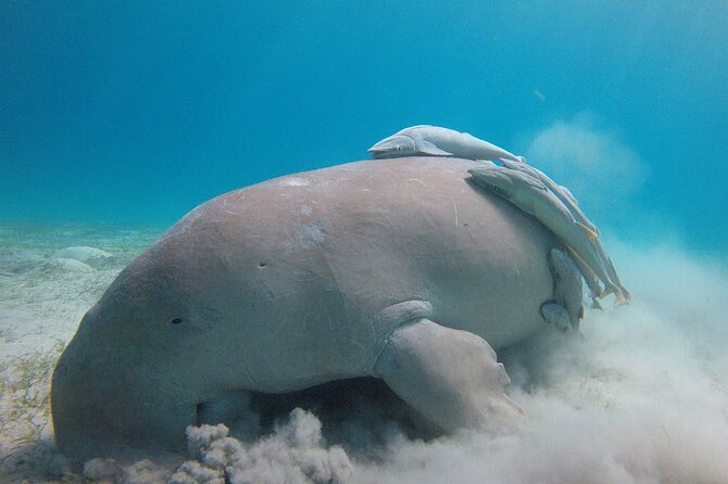 Snorkeling Boat Trip with Dugongs and Turtles in Marsa Alam - Why Marsa Mubarak Makes This Dugong and Turtle Trip Worth Your Time