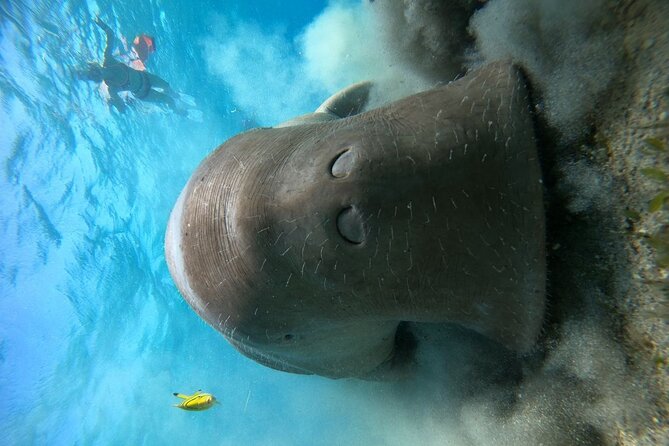 Snorkeling Boat Trip with Dugongs and Turtles in Marsa Alam - Gear, Life Vests, and What to Expect From the Small Group