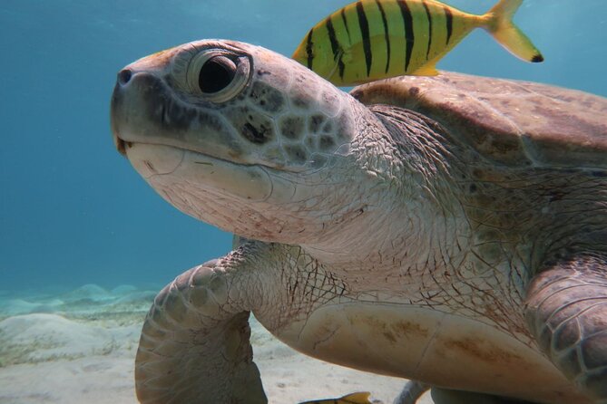 Snorkeling Boat Trip with Dugongs and Turtles in Marsa Alam - Price and Value: What You Pay for at $80.47
