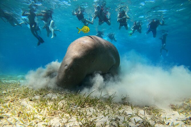 Snorkeling Boat Trip with Dugongs and Turtles in Marsa Alam - The Boat Ride and Guide Orientation: Where You Get Set Up to See Animals