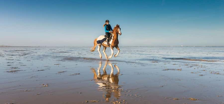 Soma Bay: Horse Riding Beach and Desert Tour With Transfer - Key things I’d circle before you go