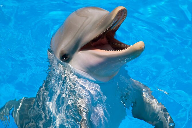 Swimming With Dolphin in Red Sea Adventure with Lunch - Hurgada - Key things to know before you go