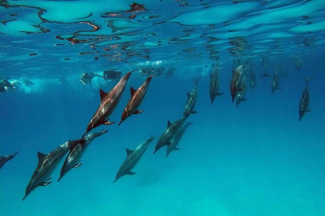Swimming With Dolphin in Red Sea Adventure with Lunch - Hurgada - Dolphin House expectations: wild bottlenose dolphins, protected rules, real odds