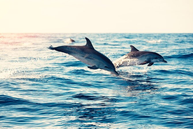 Swimming With Dolphin in Red Sea Adventure with Lunch - Hurgada - On-board lunch and drinks: seafood buffet, with a real break