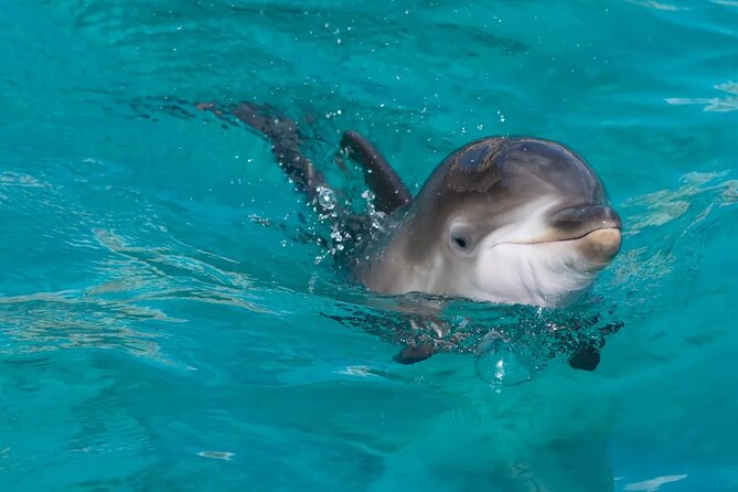 Swimming With Dolphin in Red Sea Adventure with Lunch - Hurgada - Your 8-hour Red Sea day: pickup, boat transfer, and an easy pace