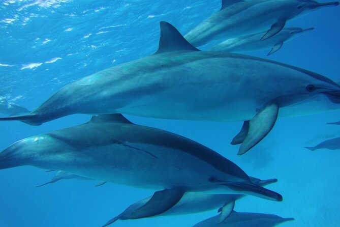 Swimming with Dolphin VIP Snorkeling Sea Trip With Lunch and Transfer - Hurghada - Getting Out on the Red Sea Fast: Pickup, Dock, and Real Time