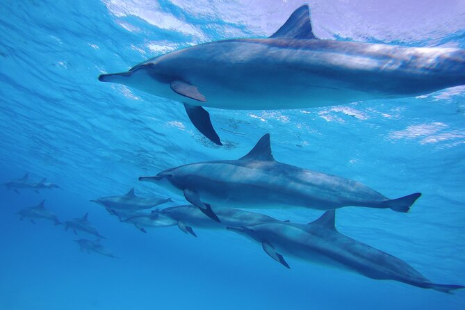 Swimming with Dolphin VIP Snorkeling Sea Trip With Lunch and Transfer - Hurghada - Costs and Fees: Why the Total Price Might Be Higher Than $9