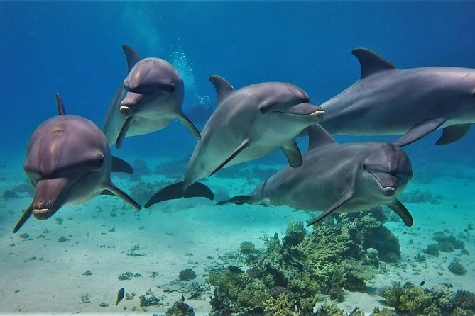 Swimming with Dolphin VIP Snorkeling Sea Trip With Lunch and Transfer - Hurghada - Dolphin House Snorkeling: The Main Reef Stop and What to Expect