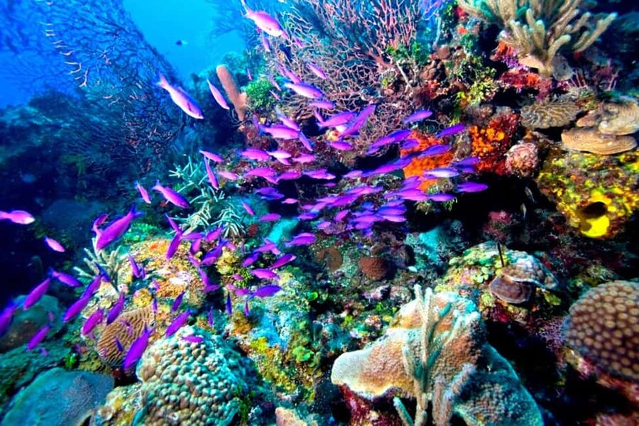 Tiran Island: Full-day Snorkeling, Diving Boat Trip - Coral Reefs, Fish, and That Shipwreck Moment
