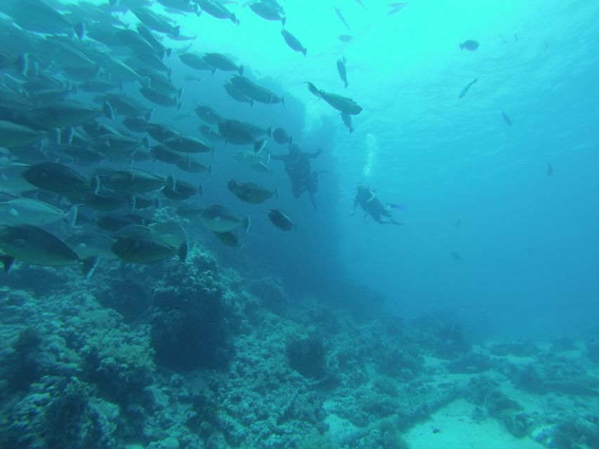 Tiran Island: Full-day Snorkeling, Diving Boat Trip - The Price: Is $76 Worth It?