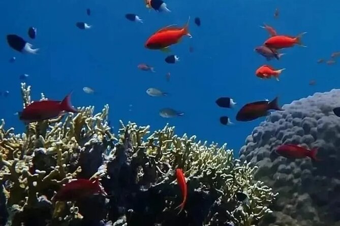 VIP Ras Mohamed and White Island boat trip - Timing, weather, and sea conditions: the real world checks