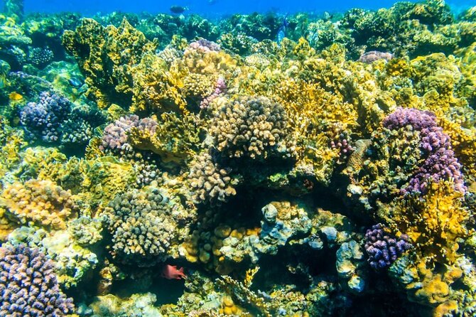 VIP -White Island & Ras Mohamed Snorkel Excursion - Practical fit: who this trip suits best