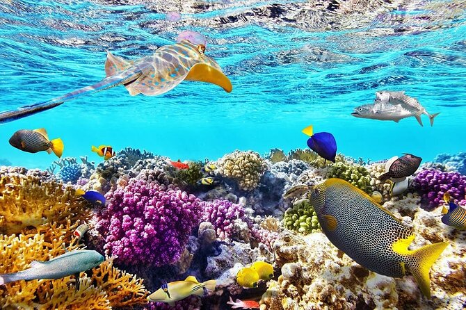 VIP -White Island & Ras Mohamed Snorkel Excursion - Ras Mohamed National Park: where the reefs become the point